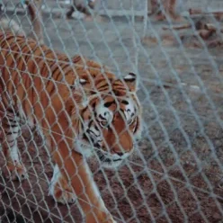 tiger-compressed