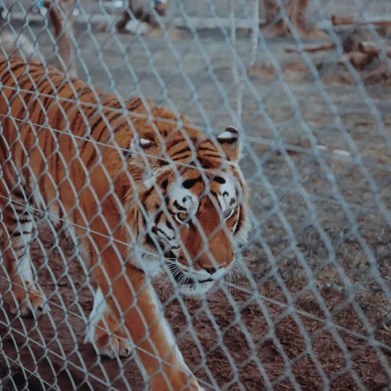 tiger-compressed